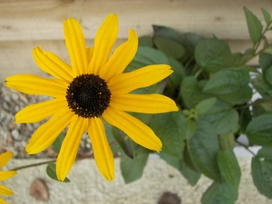 Rudbeckia brilliant, Rudbeckia fulgida