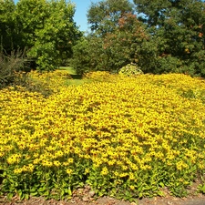 flourishing, Rudbekie