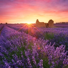 trees, viewes, rays of the Sun, ruin, Sunrise, lavender, Field, house