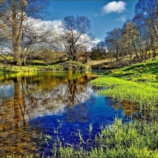 rushes, Spring, trees, viewes, River