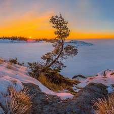 Sunrise, pine, Karelia, VEGETATION, winter, Lake Ladoga, Russia