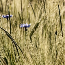 Blue, Ears, rye, cornflowers