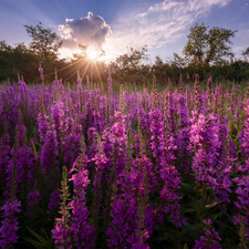 Flowers, Meadow, rays of the Sun, Lythrum Salicaria