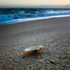 Sand, shell, Beaches