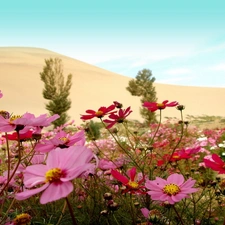 Flowers, Sand