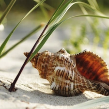 shell, grass, Sand, shell