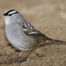 Sand, Zonotrichia, sparrow