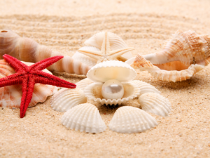Sand, Shells, starfish
