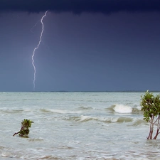 Sapling, Storm, sea