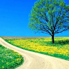 Spring, lonely, sapling, Path