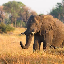 savanna, Elephant, grass