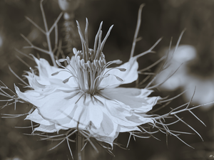 Grey scale, Colourfull Flowers, Nigella