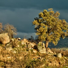 scarp, trees, Stones