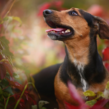 dog, Leaf, scrub, muzzle