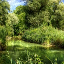 scrub, River, green