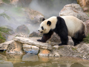 water, Bear, Fog, scrub, Stones, Panda