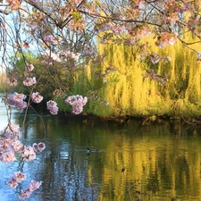 scrub, Park, flourishing, trees, brook