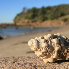 Beaches, Sky, sea, shell