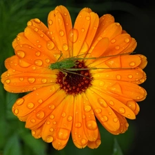 field, Marigold, sea-horse