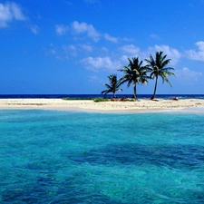 sea, Islet, Palms