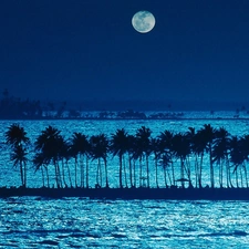 Palms, sea