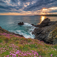 Coast, Brittany, rocks, sea, France, Sunrise, Flowers