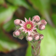 Flowers, Sempervivum, Pink