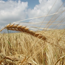 harvest, corn, seed, Ears