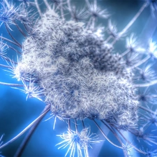 dandelion, seeds