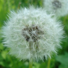 Flower, common, seeds, puffball