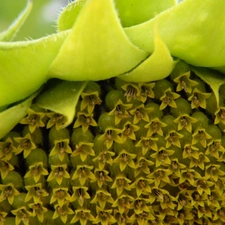 Sunflower, Seeds