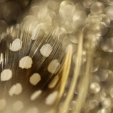 feather, Bokeh, sepia, Close