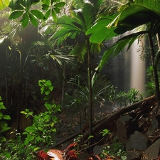 jungle, VEGETATION, Seychelles, Green