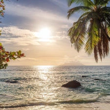 trees, sea, Sunrise, Seychelles, Palm, branch pics