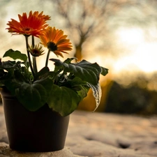 snow, gerberas, shadow, pot