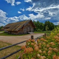 hydrangeas, Sky, Sheds, clouds