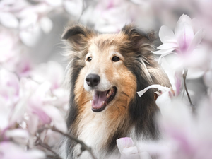 Magnolias, dog, shetland Sheepdog