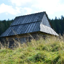 Sheepfarm, Zakopane, Poland, forest