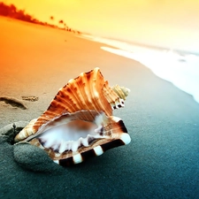 shell, sea, Beaches