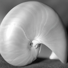 Beauty, shell