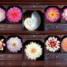 cupboard, Flowers, dahlias, shell