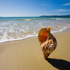 Sky, Beaches, shell, sea