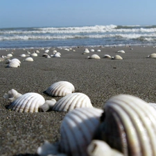 Beaches, Shells