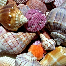 color, Shells