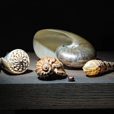 Shells, board, different