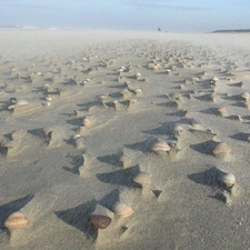 Shells, Beaches, Sand