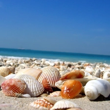 Shells, sea, Sand