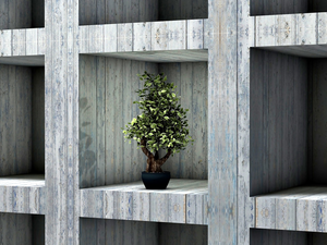 Shelves, sapling, Bonsai