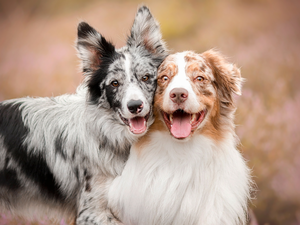Border Collie, Australian Shepherd