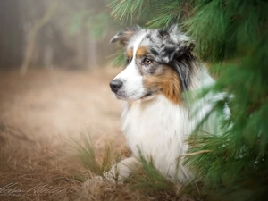 Australian Shepherd, conifer, grass, trees